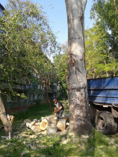 Кто пилит живые деревья по ул. Шевченко?