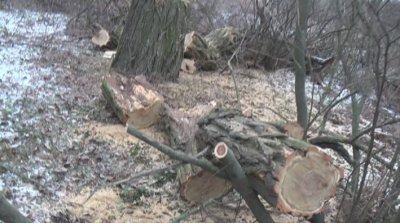 Кто, как, зачем и почему вырубает лесопосадки в Никопольском районе (видео, фото)