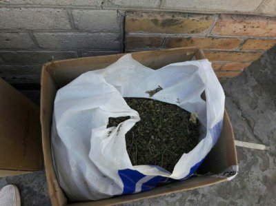 В ході операції “Мак” нікопольські правоохоронці виявили 80 кущів конопель, 3 кг сухої трави та амфетамін (фото)