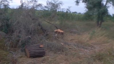Как фермеры задержали уничтожителей леса и урожая (фото, видео)