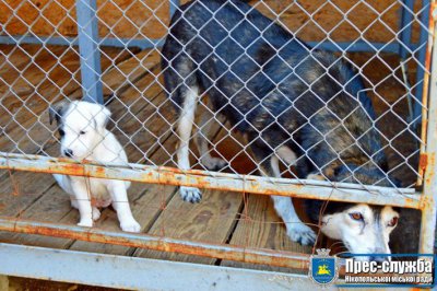 Нікопольські волонтери дарують шанс на життя безпритульним собакам