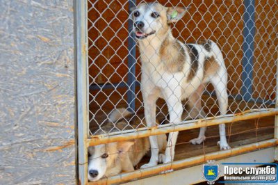 Нікопольські волонтери дарують шанс на життя безпритульним собакам